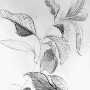 leaves on a branch drawing in pencil by artist Lee Suzanne Jordan