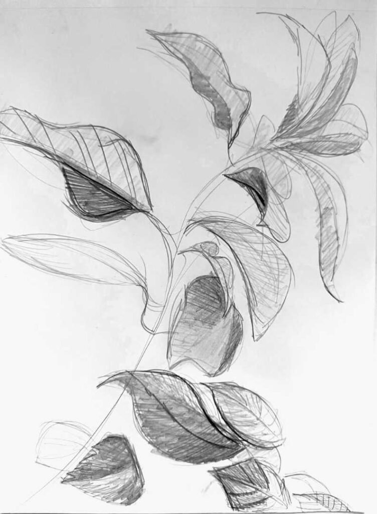 leaves on a branch drawing in pencil by artist Lee Suzanne Jordan