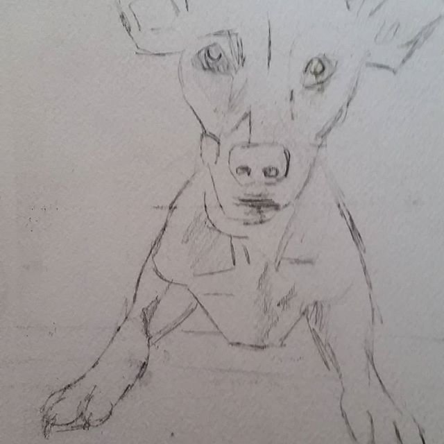 Pencil sketch of Paca the dog